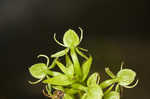 Waterspider bog orchid